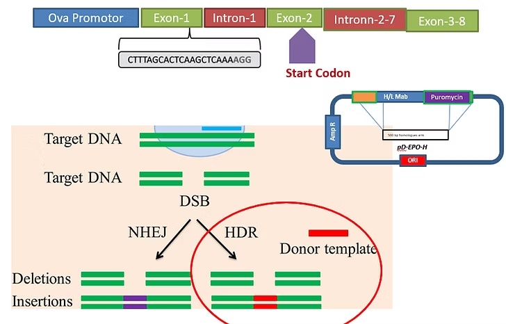 Knock-in Generation Process